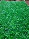 Искусственная трава Congrass Java 20