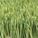 Искусственная трава CCGrass Stemgrass (ССГресс Стемгресс)
