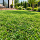 Штучна трава Bellinturf Bluebell 504 50 мм