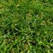 Штучна трава Condor Grass Apollo 25